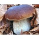 Tourisme mycologique Champignons sauvages - Saugues 43170