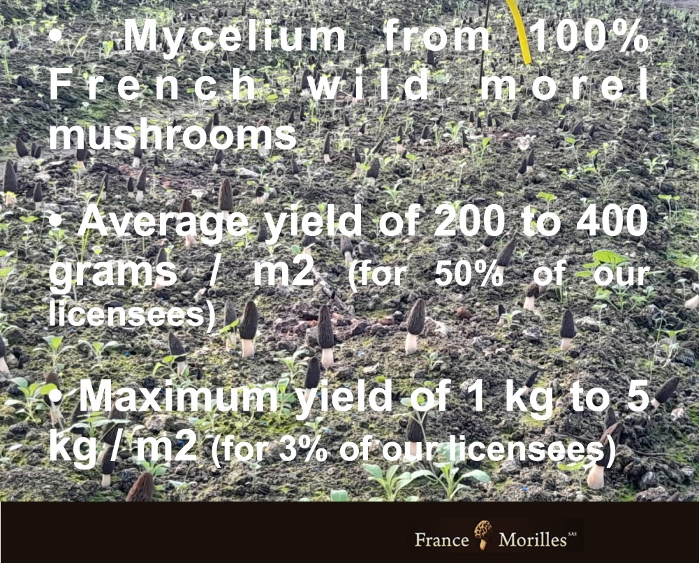 Cultivation from 100% French wild morel mycelium